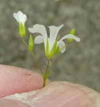 Mononeuria patula image